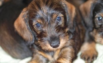 BEST IS Clinica Veterinaria Adorini