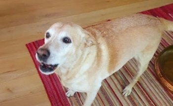 Dott.ssa Chiara Dissegna Veterinario