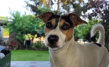 Osteopata animale Nicole Grosso