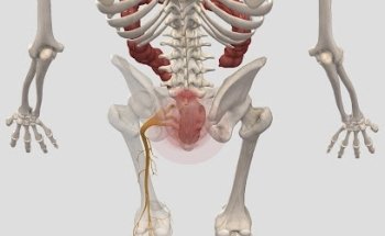 Dott. Ugo Palmieri Osteopata D.O.