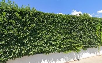 Berton Valentina Osteopata DO mROI