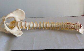 OSTEOPATA D.O. Dott. Simone Forte