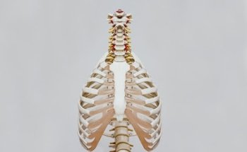 Osteopata Piacenza ILARIA VETRUCCI