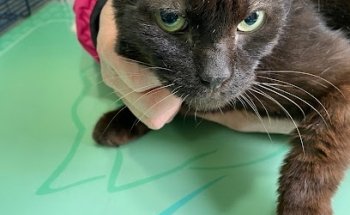 Veterinaria La Bruna Dott.ssa Gilda