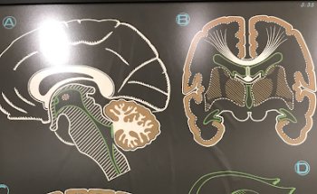 Alessandro Trabattoni - Chiropratico U.S.A. Studio Spine Balance