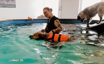 Tierphysio+