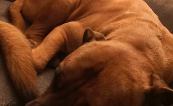 Vital Unterwegs Tierphysiotherpie