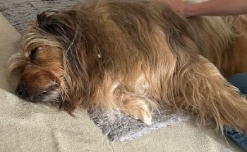 Mobile tierärztliche Praxis für Physiotherapie und Akupunktur - Alexandra Tanner