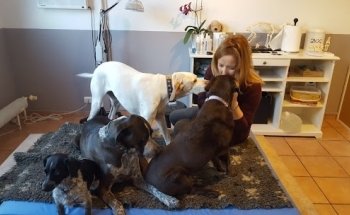 Bremen Hundephysio