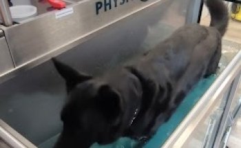 Pferdhundgesund