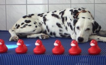 Praxis für Tierphysiotherapie und Naturheilkunde Claudia Benigni